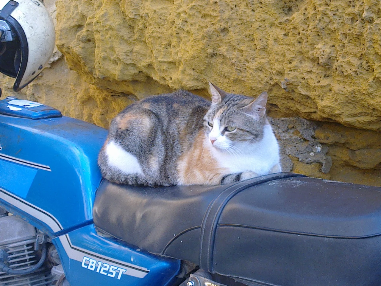 Beyond the Photographs: The People Caring for Gozo’s Cats